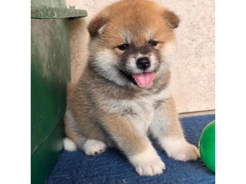 Japon akita inu yavrular