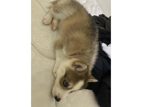 Dişi yavru husky