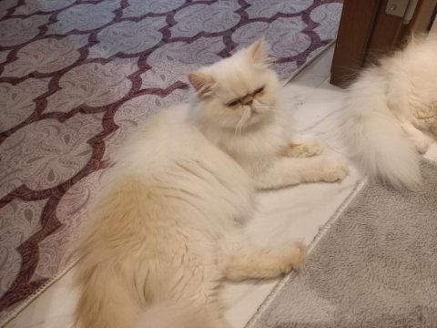 Dişi iran egzotik longhair