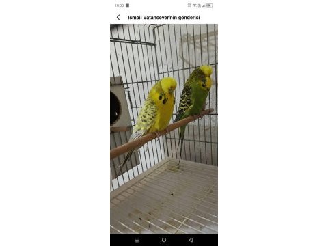 Takım jumbo muhabbet kuşu