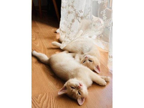 Şecereli british shorthair ay-12