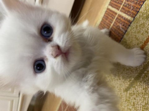 British shorthair cinsi kedilerimi sahiplendiriyorum