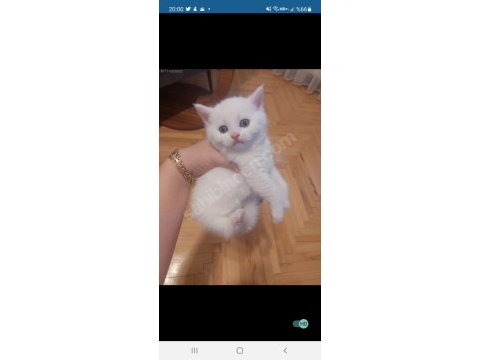 Kar beyaz british longhair