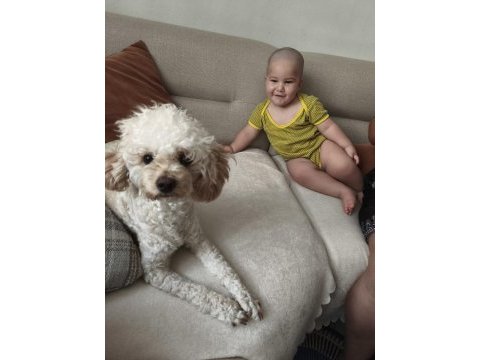 Dişi toy poodle 7 aylık