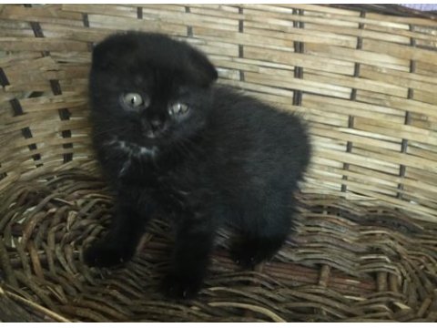 Siyah harika erkek yavru çok uygun puana scottish fold
