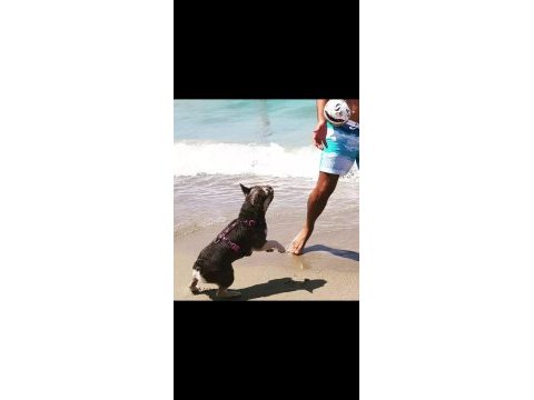 French bulldog yetişkin