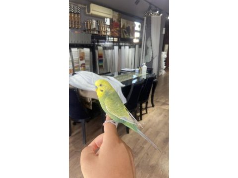 Konuşan full evcil muhabbet kuşu