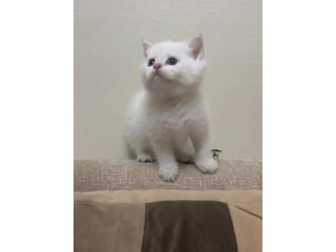 Pamuk şekerlerim british shorthair