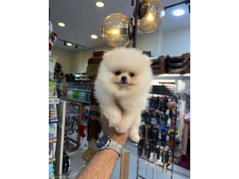 Pomeranian yavrular