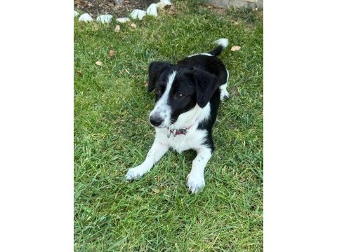 Jack russell - border collıe kırması zeki yavru dişi