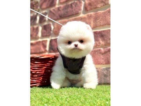 Pomeranian yavrular