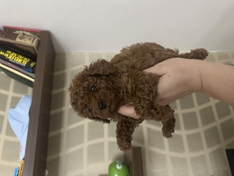 Dişi kore toy poodle