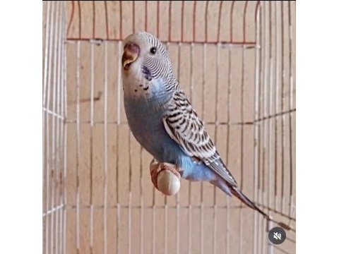 Yavru yerli muhabbet kuşları mevcuttur