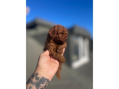 Red brown poodle yavrular