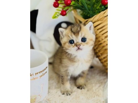 Rezerve açık golden kedimiz
