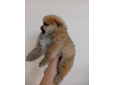 Safkan pomeranian boo erkek yavru