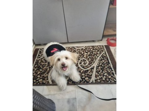 Maltese terrier aşıları çipi karnesi herşeyi tamam
