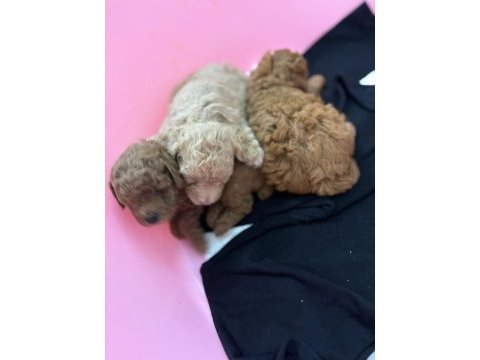 1.5 aylık orj toy poodle yavruları