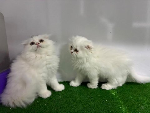 Irk ve sağlık garantili scottish fold