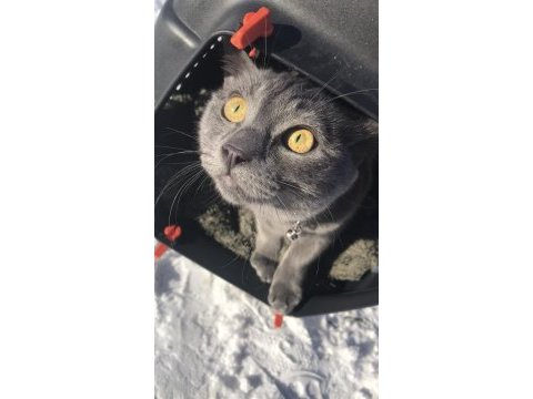 1 yaşında tatlı russian blue kızımız dumoşa yuva arıyoruz