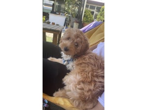 3 aylık maltipoo