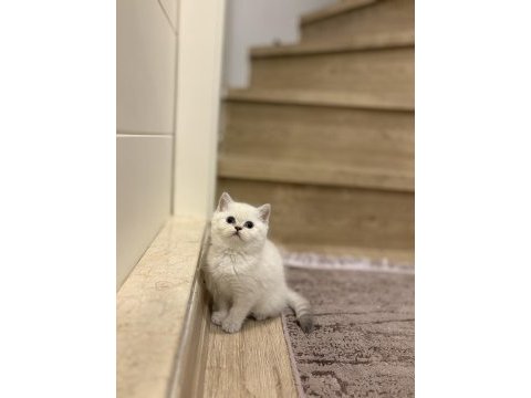 Brıtısh shorthair a kalite yavrularım 
