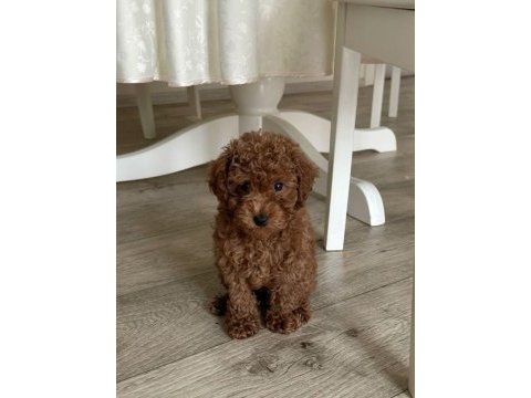 Poodle bebeklerimiz