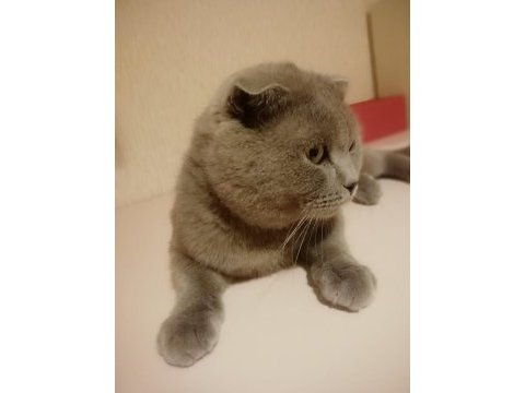 British shorthair uysal kedimiz