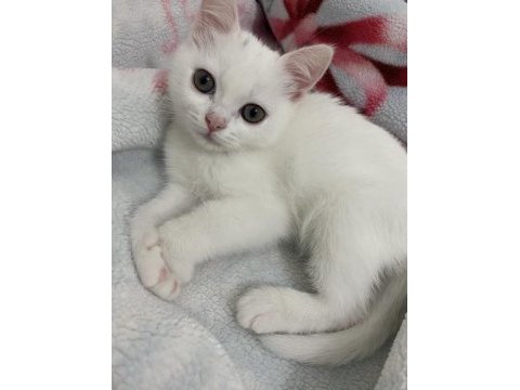 Fıstık chinchilla kızımıza ömürlük yuva arıyoruz