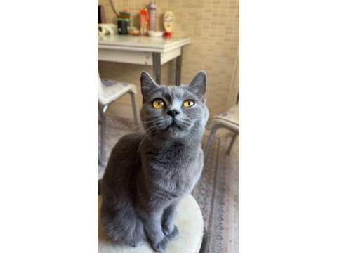 Mükemmel eğitimli british shorthair
