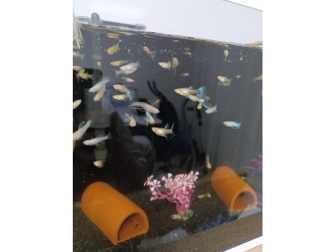 İthal albino skyblue ribbon fin c swallow lepistes