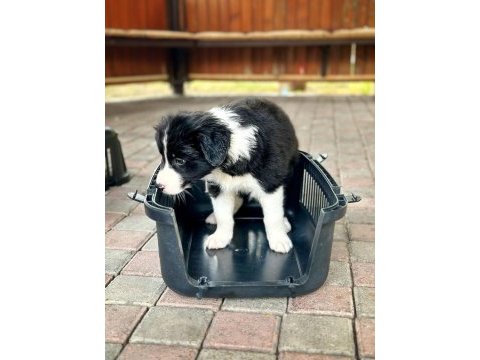 Sevimli akıllı border collie köpeğimiz