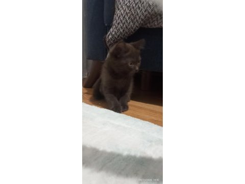 Bitter çikolata british shorthair