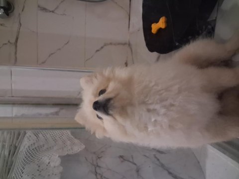 4 aylık pomeranian aşıları yapıldı sağlıklı ve oyuncu