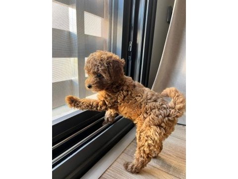 Red brown toy poodle yavrular