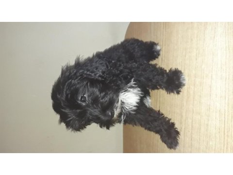Terrier maltese siyah beyaz