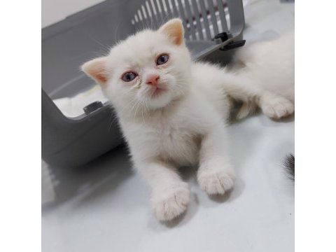 Saf ırk kedilerini yeni ailesini arıyor scottish fold