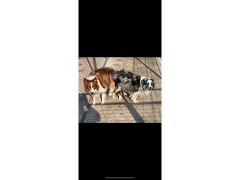 Muhteşem border collie bebekler