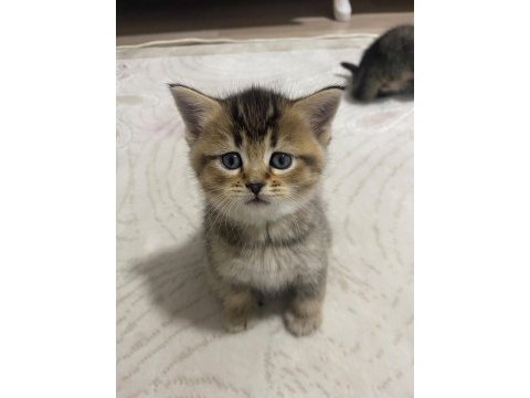 British shorthair yavru kedimiz
