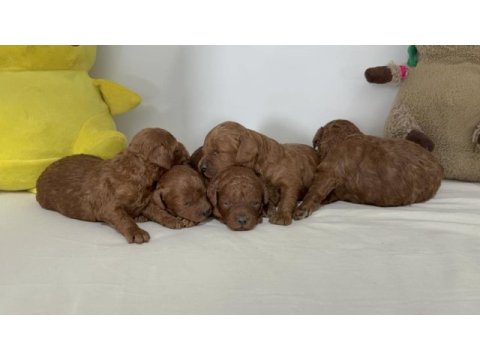 Toy poodle yavruları