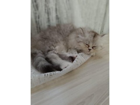 British longhair