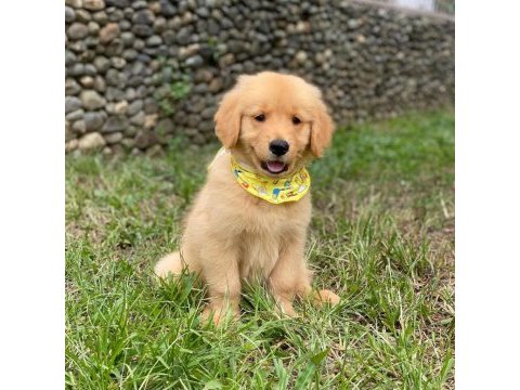 Golden retriever yavruları