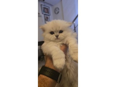 British longhair şecereli
