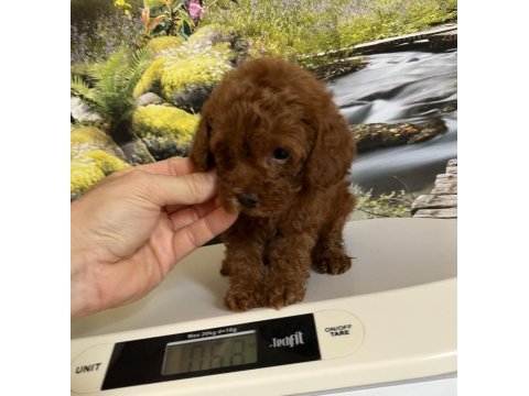 Çok tatlı orijinal teacup poodle yavrusu