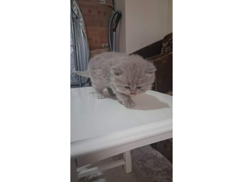 British shorthair gri bebeklerimiz