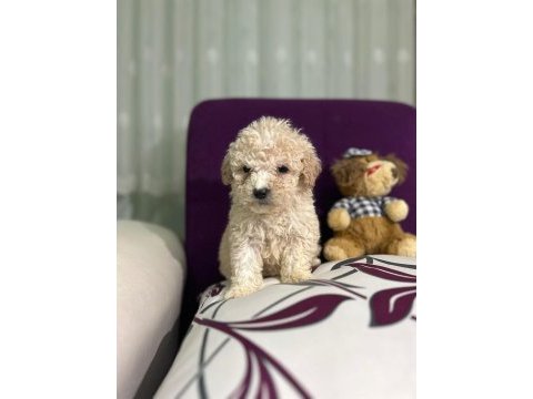 Hastalıksız maltipoo yavrularımız