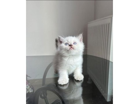 A kalite her ırk sağlık garantili british shorthair