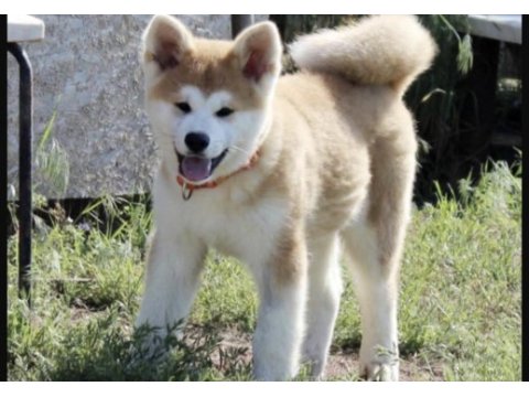 Akita inu köpeği