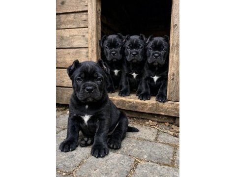A kalite ırk garantili dev cane corso yavrular