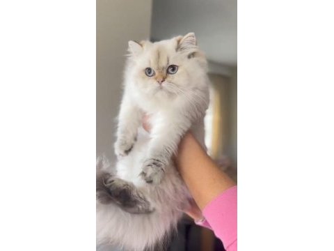 Şecereli dişi british longhair prenses yuvasını arıyor